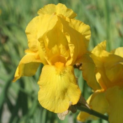 Iris Germanica ‘Ola Kala’
