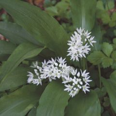 Allium aflatunense  'Ursinum' x100