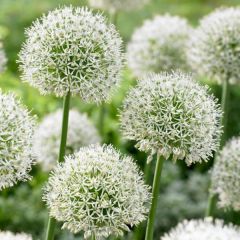 Allium 'Mount Everest' x10