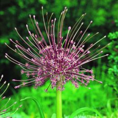 Allium schubertii x10