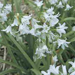 Allium tuberosum x25