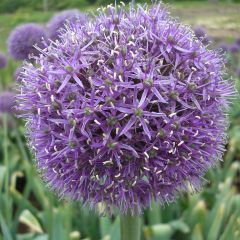 Allium aflatunense x25