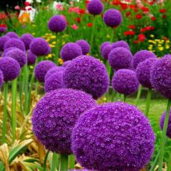 Allium giganteum x20