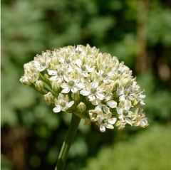 Allium nigrum x25