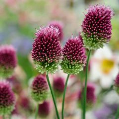 Allium sphaerocephalon x100