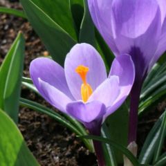 Crocus Mammouth 'Grand Maître' x50