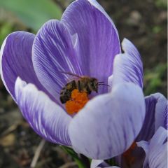 Crocus  ‘Pickwick' x50