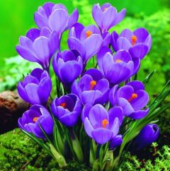 Crocus  ‘Remmerbranche' x50