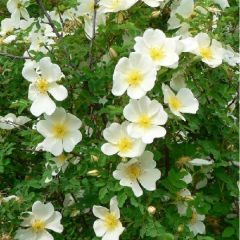 Rosa pimpinelliflolia 25x