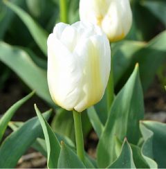 Tulpen 'Calgary' x50