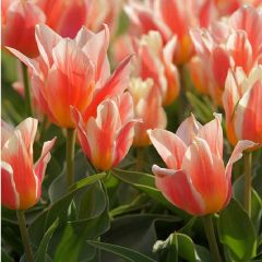 Tulpen 'Pinocchio' x50