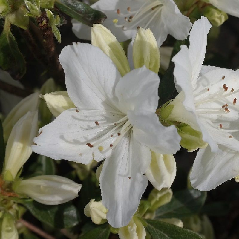 Melancholie zien Raap bladeren op Azalea japonica 'Wit'